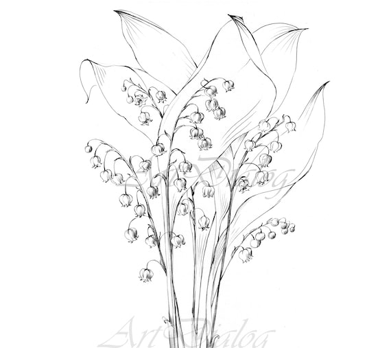 Lily of the Valley Sketch May Birth Flower Large Print | Etsy