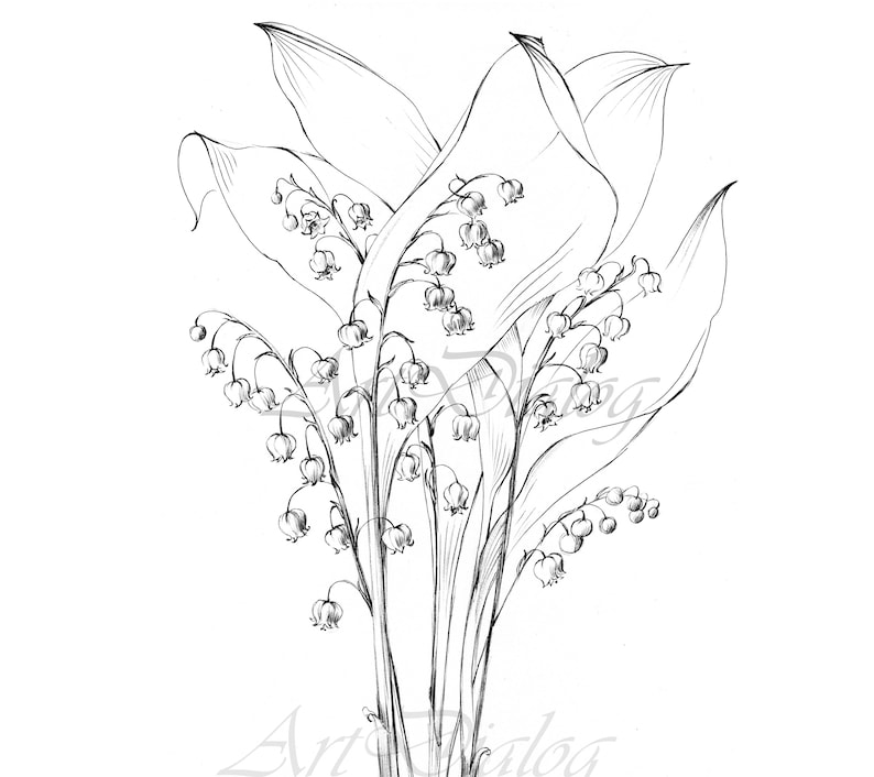 Lily of the Valley Sketch May Birth Flower Large Print - Etsy