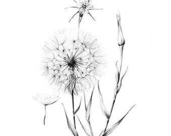 Dandelion Sketch, wild flower, clipart, Hygge, line drawing, Tragopogon pratensis, Botanical Art, floral Prints, black, white, wall decor