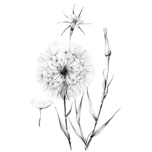 Dandelion Sketch Wild Flower Clipart Hygge Line Drawing - Etsy