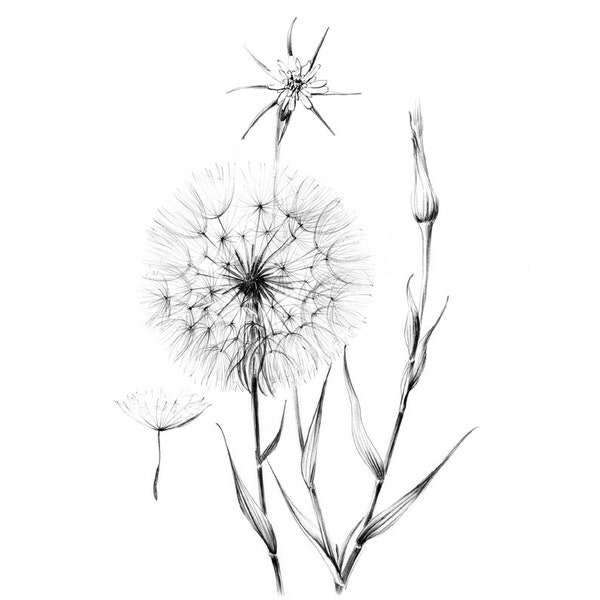 Croquis de pissenlit, fleur sauvage, clipart, Hygge, dessin au trait, Tragopogon pratensis, Art botanique, imprimés floraux, noir, blanc, décoration murale