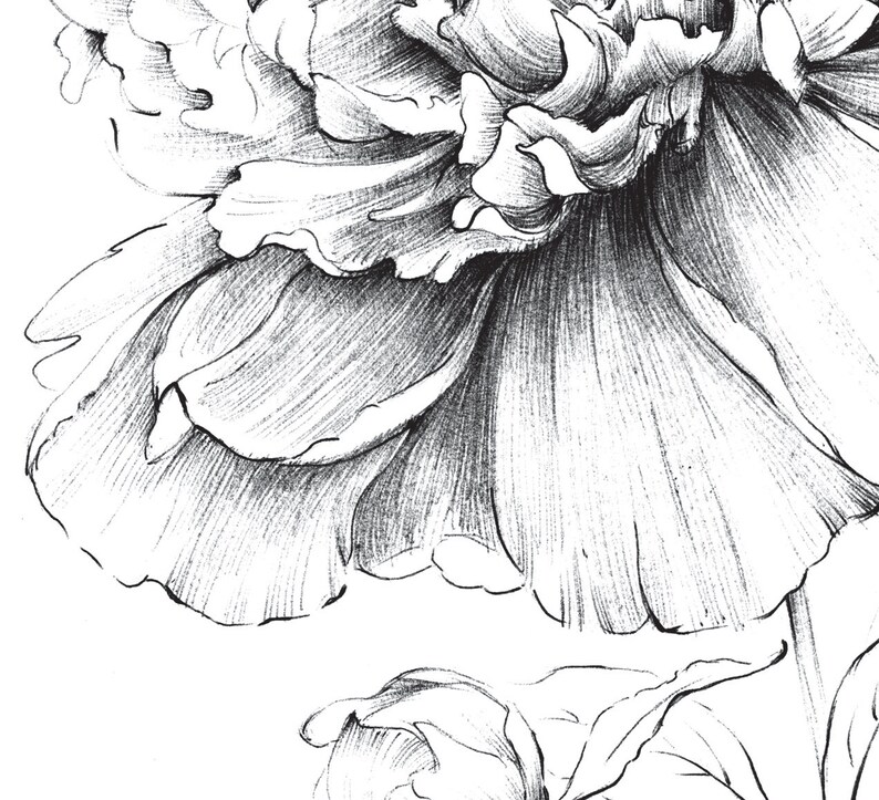 Download Set 2 peony and magnolia coloring page Botanical Art | Etsy