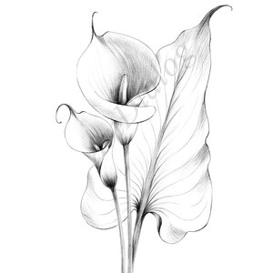 Calla Lily Sketch, impressão botânica, arquivo digital, JPEG, impressão Hygge, a1, desenho de linha grande, preto branco, decoração de parede escandinava, presente de perda