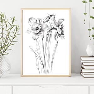 Narcissus Sketch, daffodil, line drawing, December birth flower, large print, coloring page, Botanical Prints, a1 floral, Hygge, black white