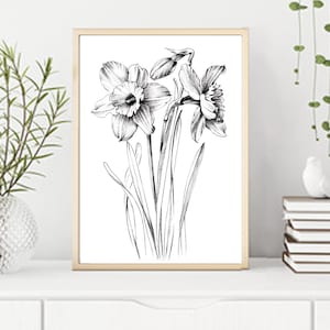 Narcissus Sketch, daffodil, line drawing, December birth flower, large print, coloring page, Botanical Prints, a1 floral, Hygge, black white image 1