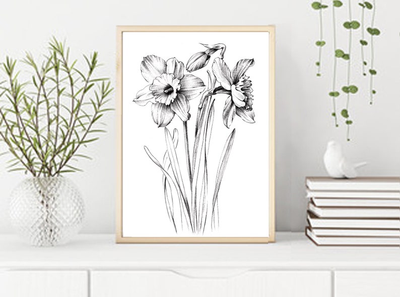 Narcissus Sketch, daffodil, line drawing, December birth flower, large print, coloring page, Botanical Prints, a1 floral, Hygge, black white image 1