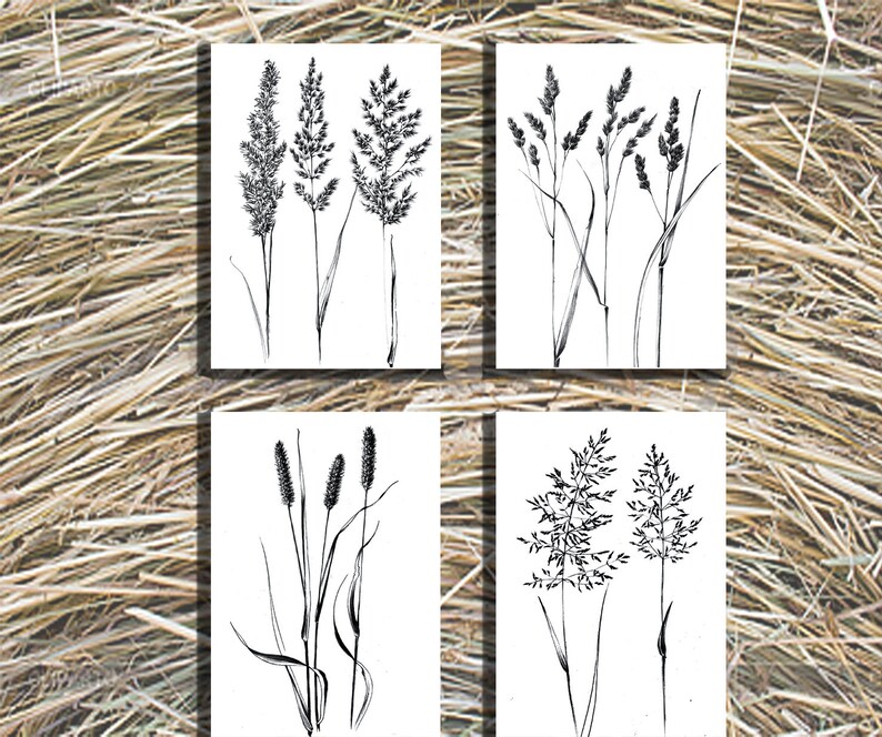 Set 4, spikelet sketch, Botanical Art Print, Hygge, digital stamp, clipart, one line drawing, grass artwork, wild herb, black white, plant image 2