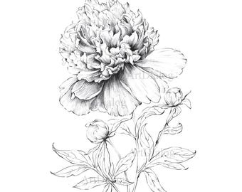 Peony PRINT, Indiana flower, clipart, line drawing, large Art, a1 digital, Botanical Print, floral, black white, cool printable pictures