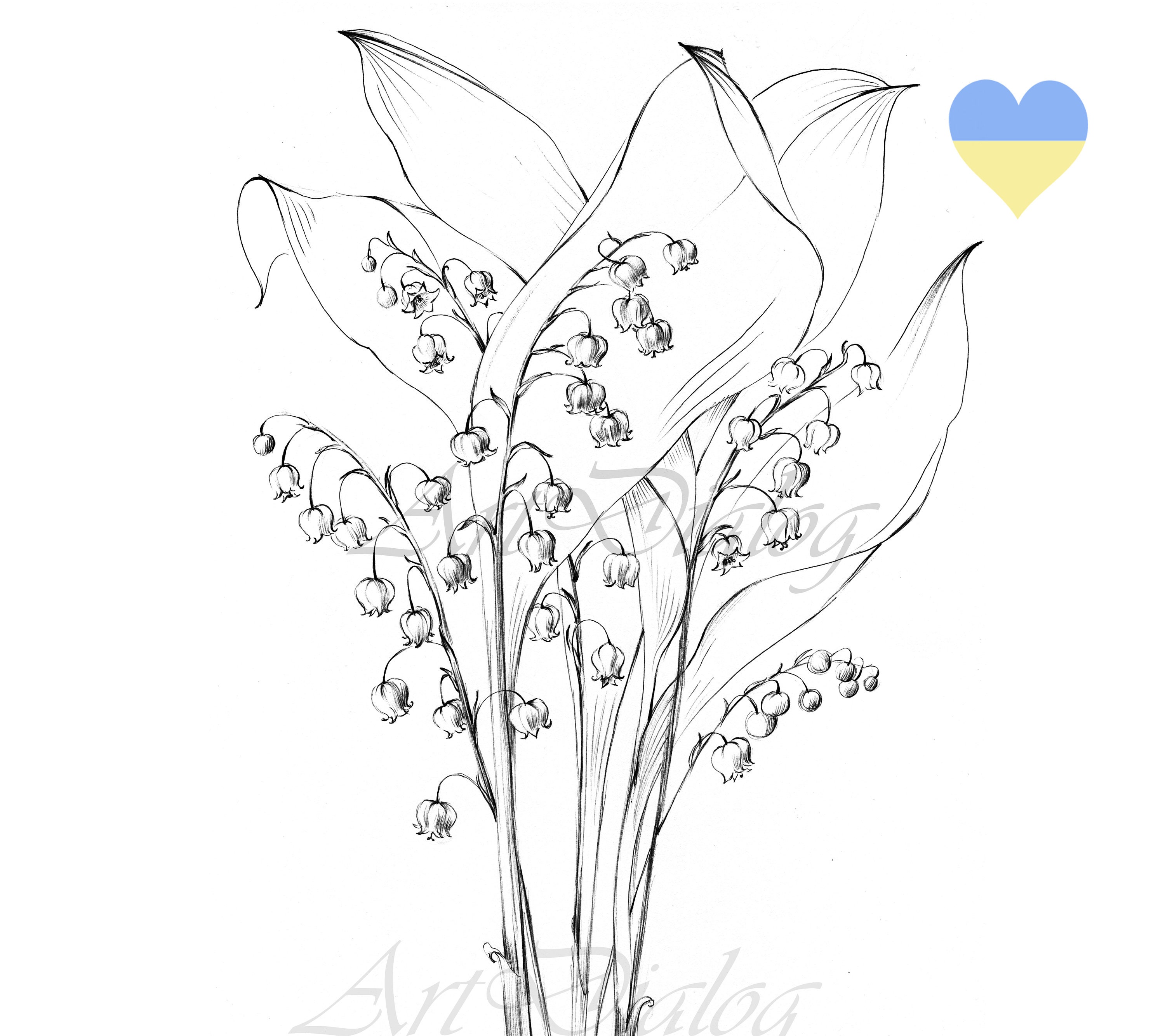 Lily Of The Valley Drawing