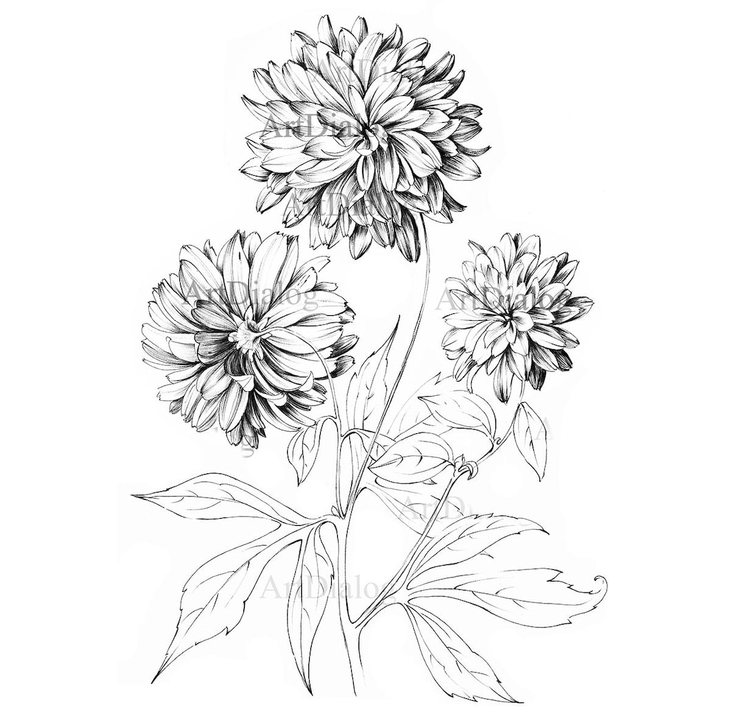 Chrysanthemum, Sketch, November Birth Flower, Golden-daisy, Clipart, Art  Downloads, Line Drawing, Botanical Art Prints, Black White, Hygge - Etsy  Israel, image size:1080x1032