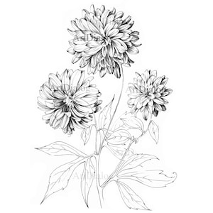 Chrysanthemum, Sketch, november birth flower, golden-daisy, clipart, art downloads, line drawing, Botanical Art Prints, black white, hygge