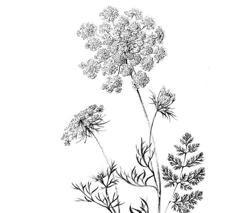 Queen Ann's lace Botanical Sketch clipart Hygge Art | Etsy