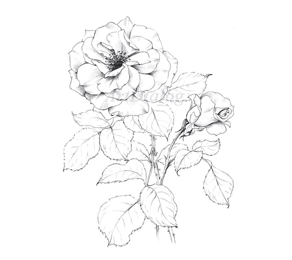 Rose Art Sketch, New York Flower, June Birth Flower, Clipart