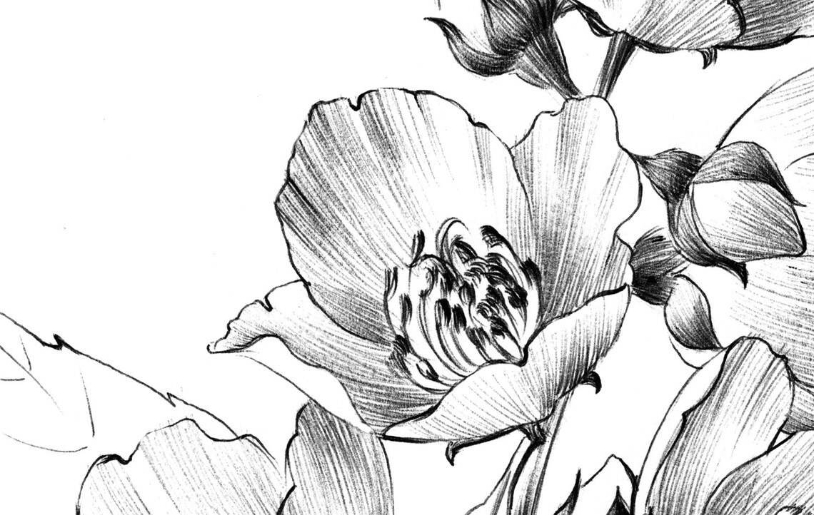 Jasmine Flower Sketch Botanical Print Digital File JPEG Etsy