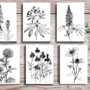 Conjunto 6, flores silvestres americanas, desenho em preto e branco, página para colorir, arte botânica, letras grandes, desenho de linha, Hygge, pôsteres nativos americanos