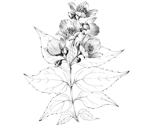 Jasmine Flower Sketch Stock Illustrations, Cliparts and Royalty Free Jasmine  Flower Sketch Vectors