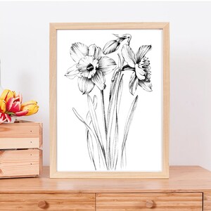 Narcissus Sketch, daffodil, line drawing, December birth flower, large print, coloring page, Botanical Prints, a1 floral, Hygge, black white image 6