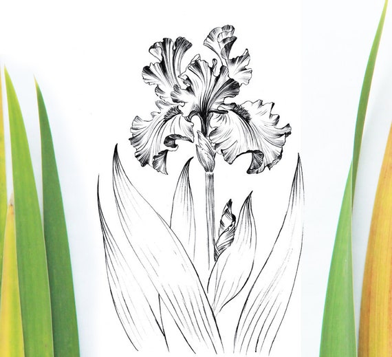 Boceto de flores de iris arte de sala de estar letra grande - Etsy España Boceto de flores de iris arte de sala de estar letra grande - Etsy España