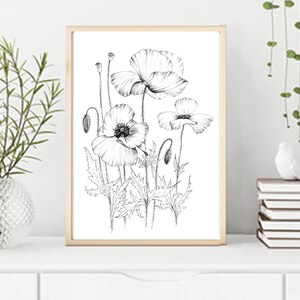 Poppy Sketch, coloring page, wild flower, clipart, Botanical Print, large, a1 line drawing, scrapbook, poster, papercraft, black white image 4