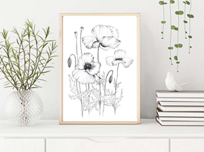 Poppy Sketch, coloring page, wild flower, clipart, Botanical Print, large, a1 line drawing, scrapbook, poster, papercraft, black white image 4