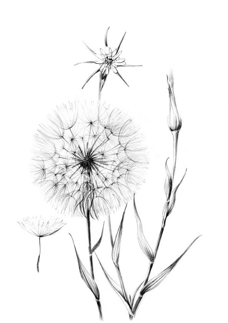 Dandelion Sketch wild flower clipart Hygge line drawing | Etsy