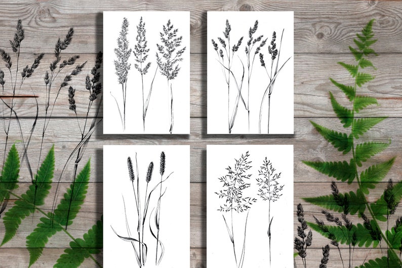 Set 4, spikelet sketch, Botanical Art Print, Hygge, digital stamp, clipart, one line drawing, grass artwork, wild herb, black white, plant image 1