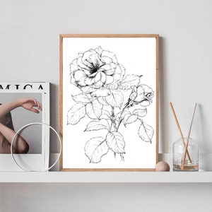 Rose Art Sketch, New York flower, June birth flower, clipart, line drawing, large, a1 Botanical Print, black white, printable coloring page