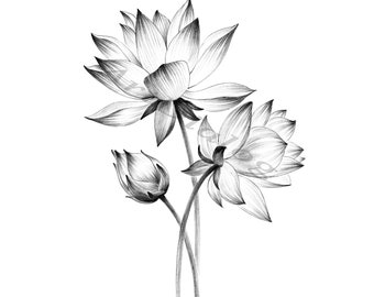 Lotus Sketch, botanical print, digital file, JPEG, Hygge Art print, a1, large line drawing, black white, Scandinavian wall decor