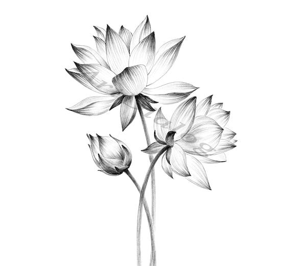 Lotus Sketch, Botanical Print, Digital File, JPEG, Hygge Art Print