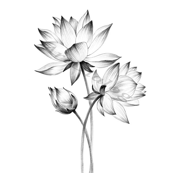 Lotus Sketch, impression botanique, fichier numérique, JPEG, impression Hygge Art, a1, dessin au grand trait, noir blanc, décor mural scandinave