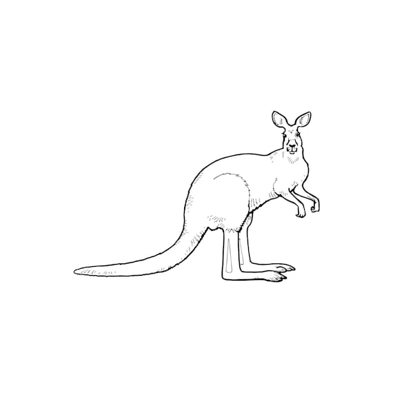 Pet Wallaroo