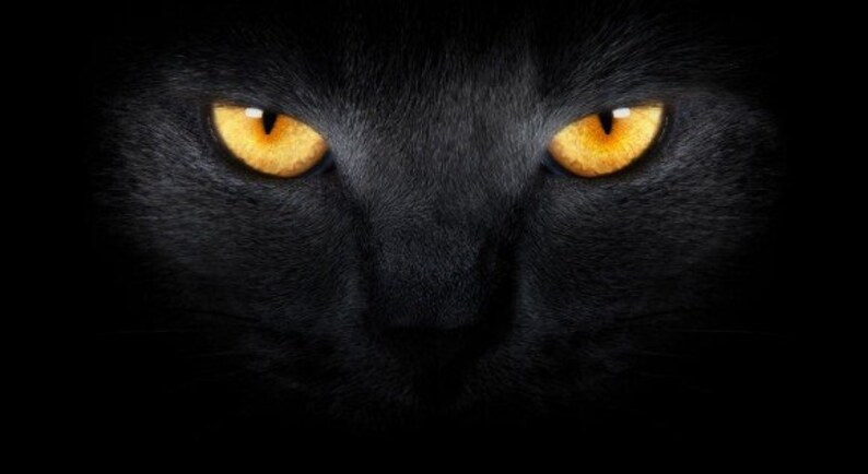 bello stretto nero micio