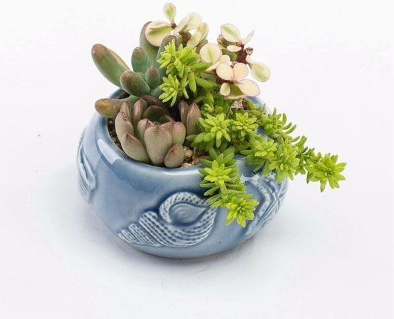 Succulent Plant Flower Ceramic Pot Green/ Blue Succulent Plant Flower Ceramic Pot Green/ Blue