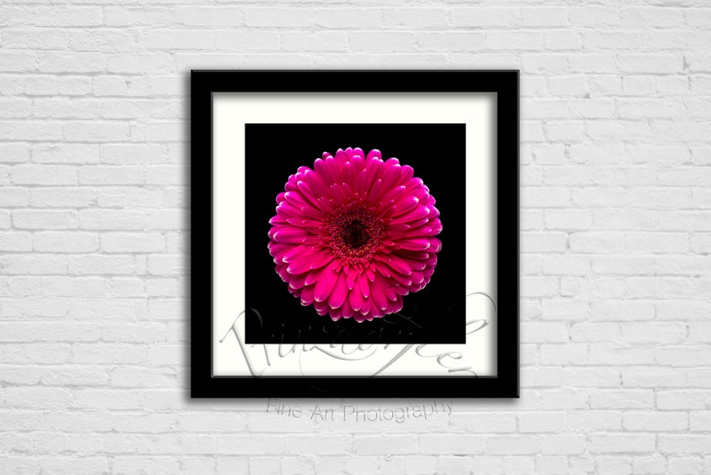 Office Big Photo Home Vertical Wall Art Minimal Photography Decor 2019 Pink gerbera black background Fine Art Gicl\u00e9e Print