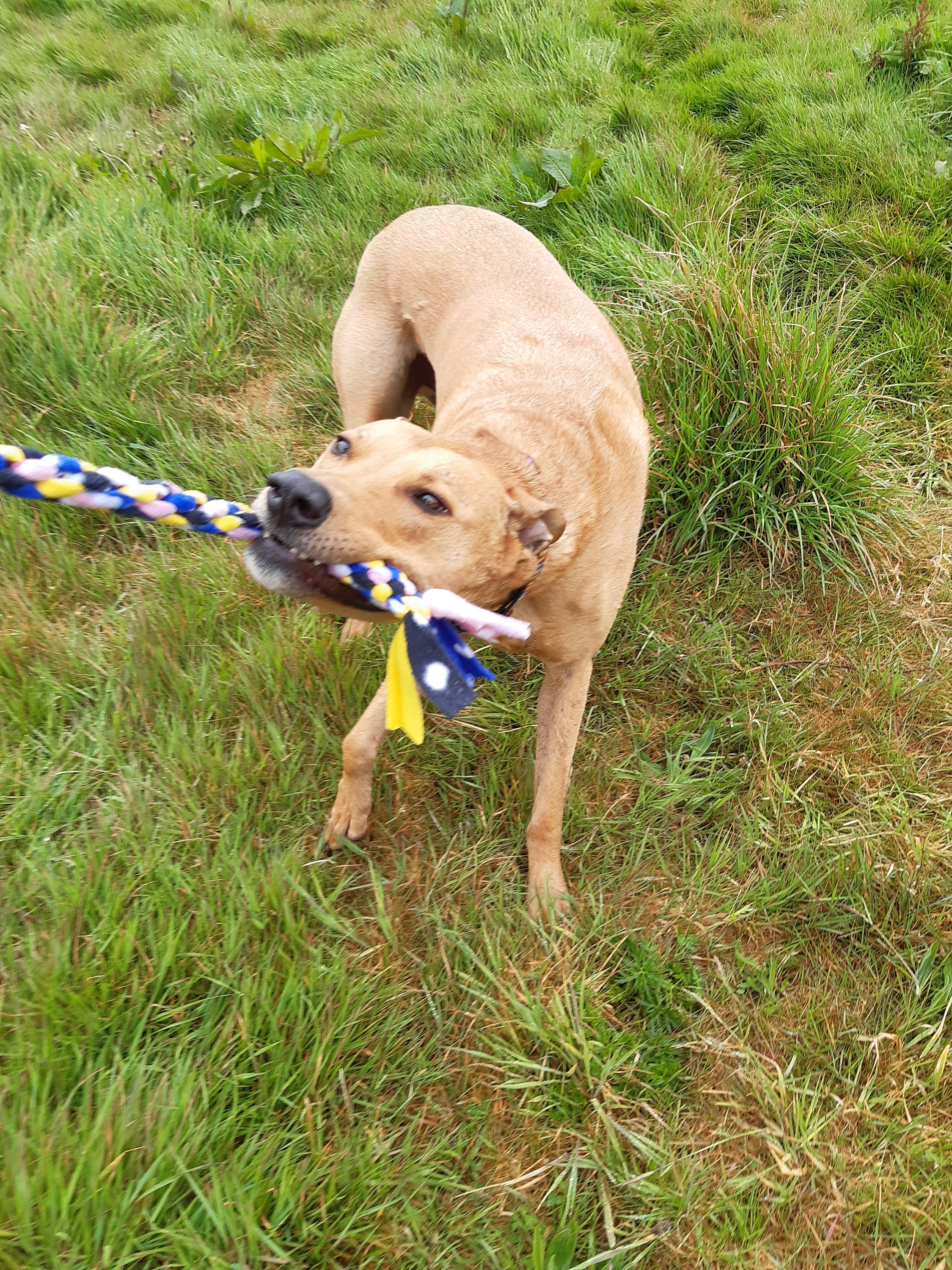 Set of 3 Dog Tugs / Dog Toys Etsy