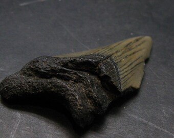 メガロドンの歯 700万年前 サウスカロライナ州産（アメリカ） - 1.9