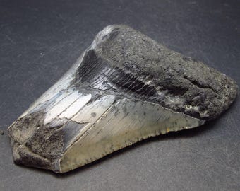 インドネシア・ジャワ島産メガロドンの歯の化石 - 本物の先史時代の