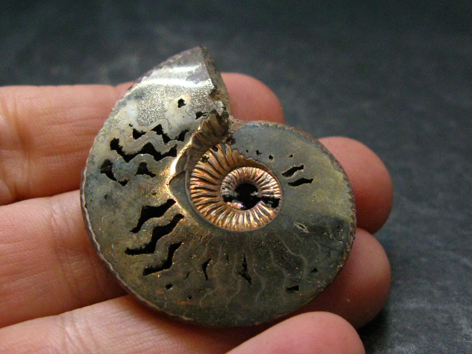 Ammonite nodule - Etsy 日本