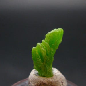 May include: A vibrant green crystal formation, resembling a small plant, is set against a dark background. The crystal has a textured surface and is mounted on a small, light-colored base. The overall composition highlights the natural beauty of the mineral specimen.