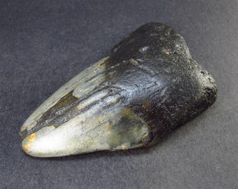 インドネシア・ジャワ島産メガロドンの歯の化石 - 本物の先史時代の