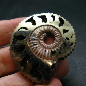 Ammonite nodule - Etsy 日本