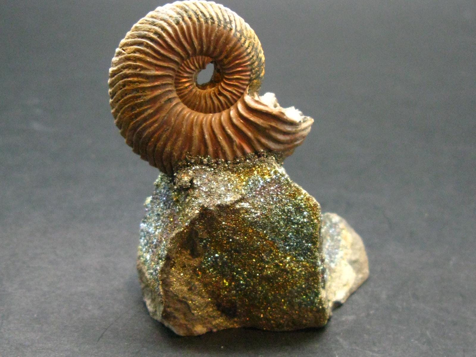 ロシア産、黄鉄鉱マトリックス上の黄鉄鉱化アンモナイト化石、1億5000