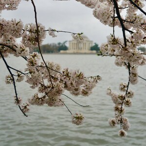 Cherry Blossom Flowers