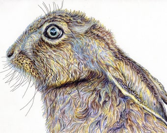 The Worried Hare- Mounted print of an original pen and ink illustration.