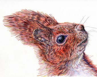 Portrait of a red squirrel- Print of an original pen and ink illustration (Bedroom, living room wall art)