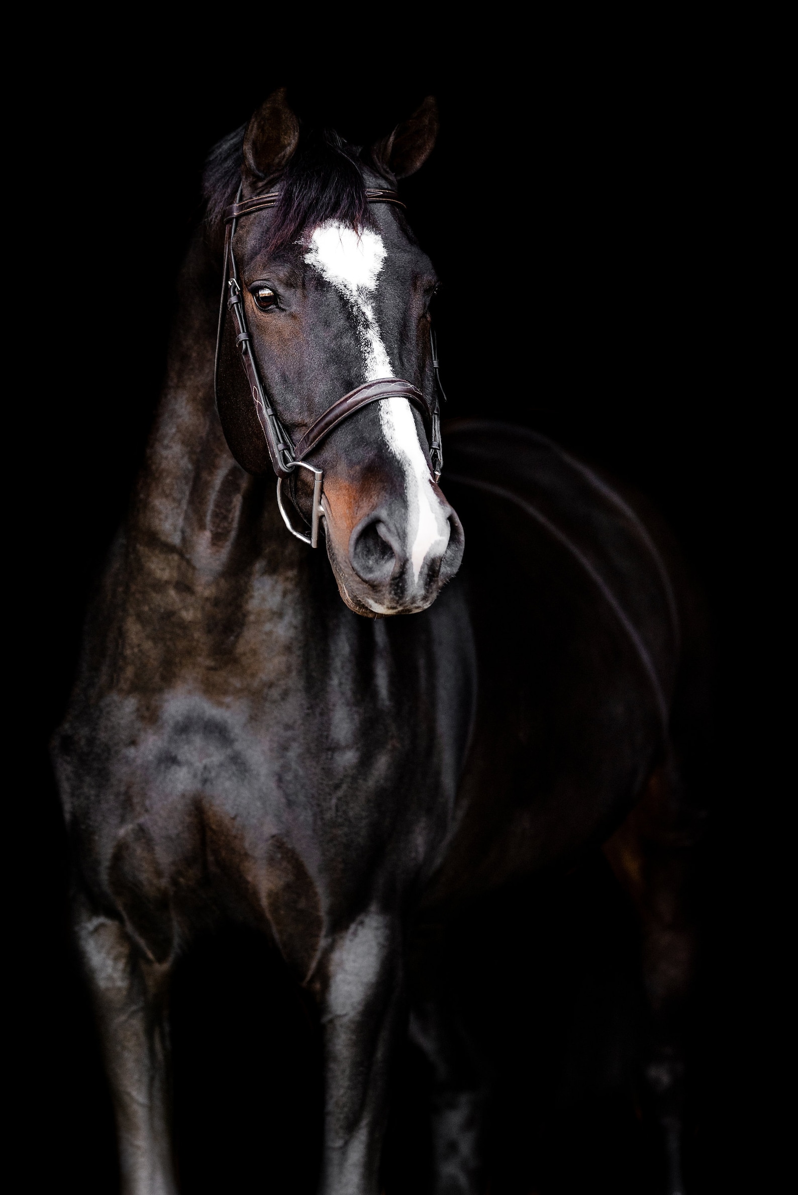 Fine Art Horse Equine Photography Digital Download Print Etsy