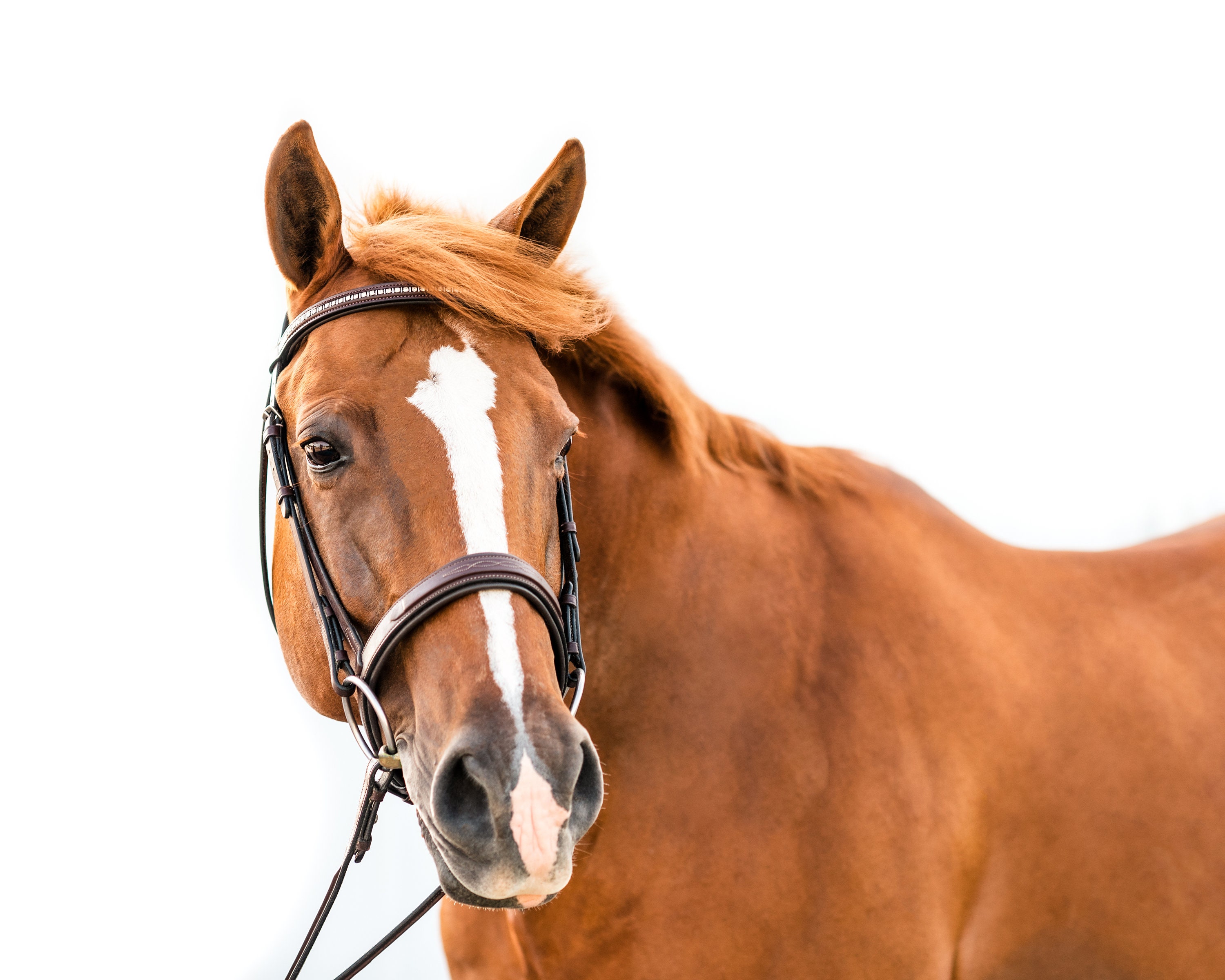 Fine Art White Background Chestnut Horse Print Digital - Etsy Australia