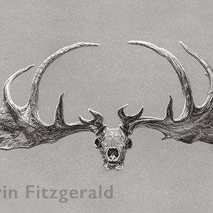 Megaloceros skull small print