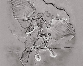 Archeopteryx siemensii large print