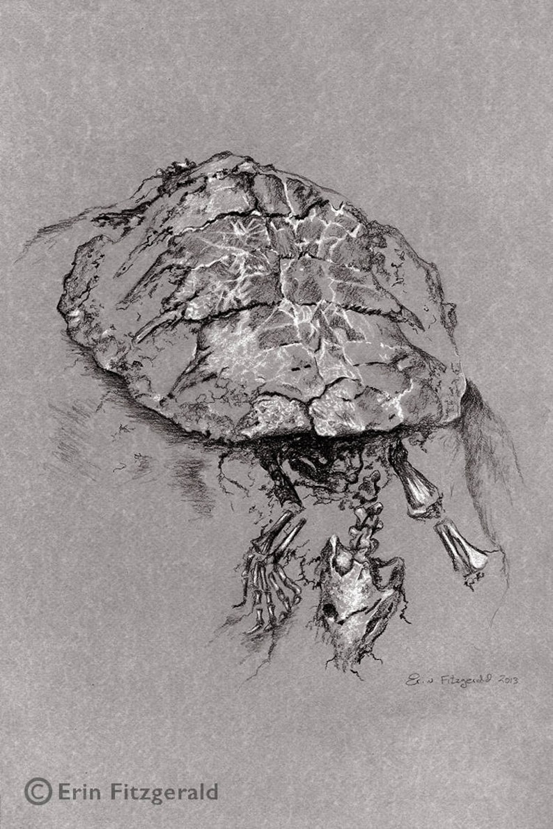 The turtle Michelangelo small print